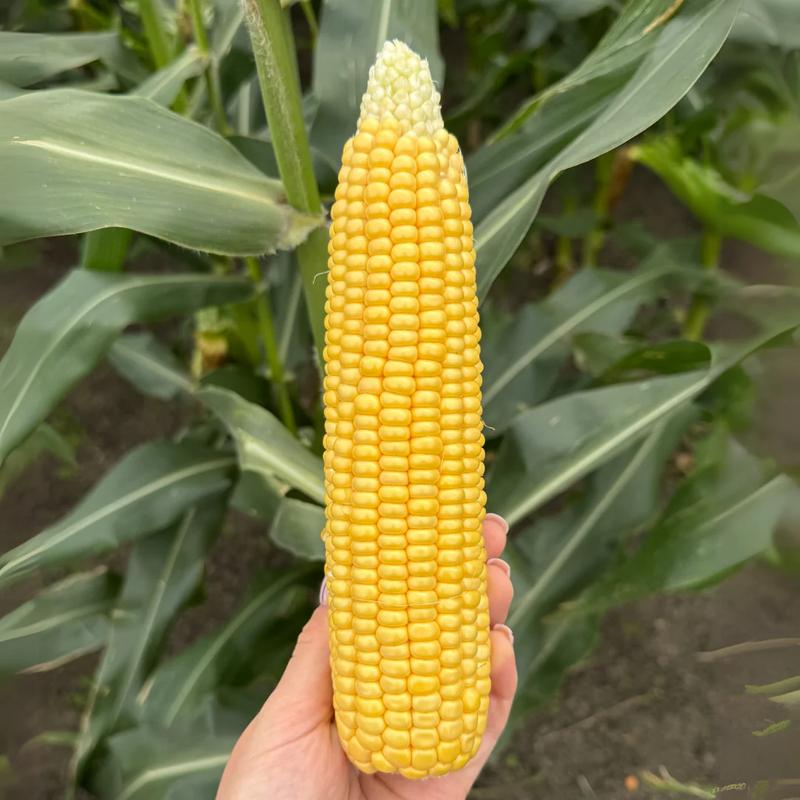 Odkrywając korzenie kukurydzy: fascynująca podróż w czasie do jej pochodzenia