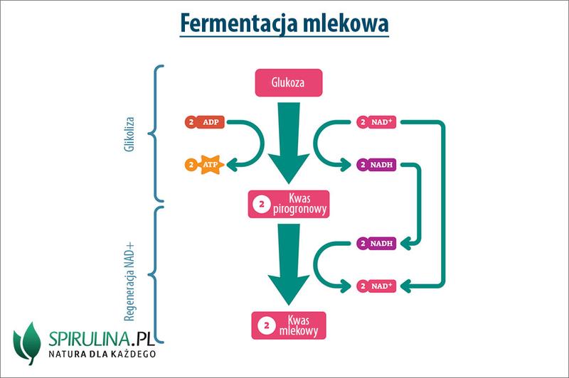Fermentacja serów